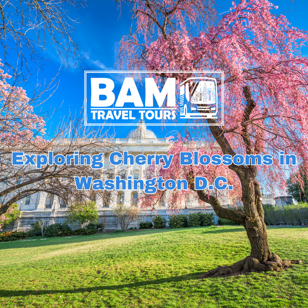 A Spectacular Journey: Exploring Cherry Blossoms in Washington D.C.